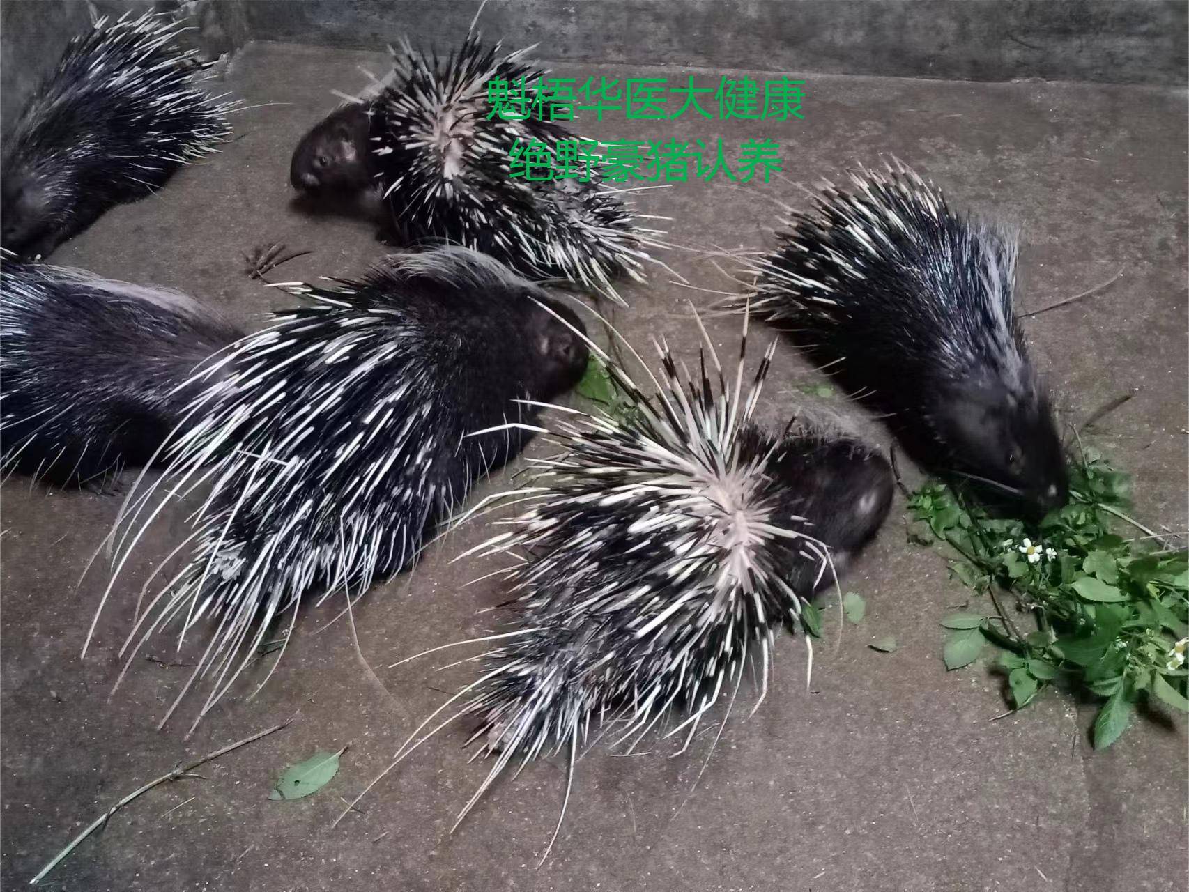 最新豪猪回收商家方法分析(最方便真实的昭通豪猪卖去什么地方方法)